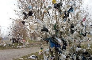 such lovely foliage!