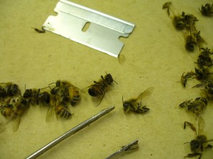 killing in the name of...science