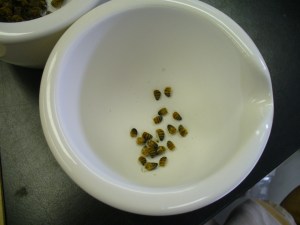 dismembered bee abdomens